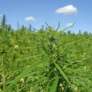 CBD Darreichnungsformen