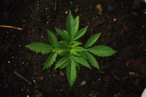 Cannabis sativa Heilpflanze mit Cannabinoiden