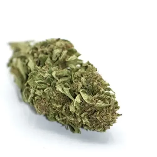 White Widow CBD Knospe