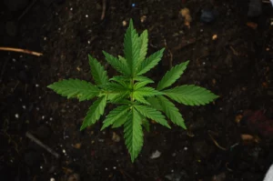 Cannabis sativa Heilpflanze mit Cannabinoiden