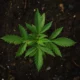 Cannabis sativa Heilpflanze mit Cannabinoiden