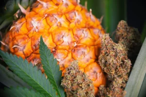 Terpene und Cannabis