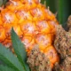 Terpene und Cannabis