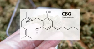 CBG Blüten Cannabigerol - Das Muttercannabinoid