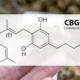 CBG Blüten Cannabigerol - Das Muttercannabinoid