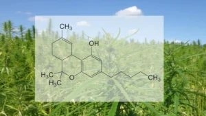 HHC Hexhydrocannabinol