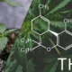 CBD oder THC: Zwei unterschiedliche Geschwister