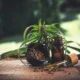 Inhaltsstoffe CBD-Öl