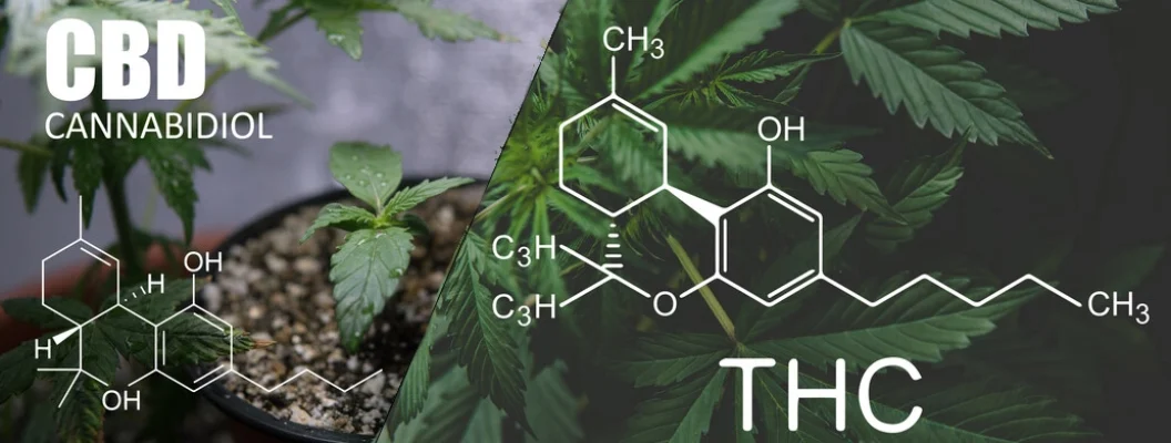 cbd oder thc