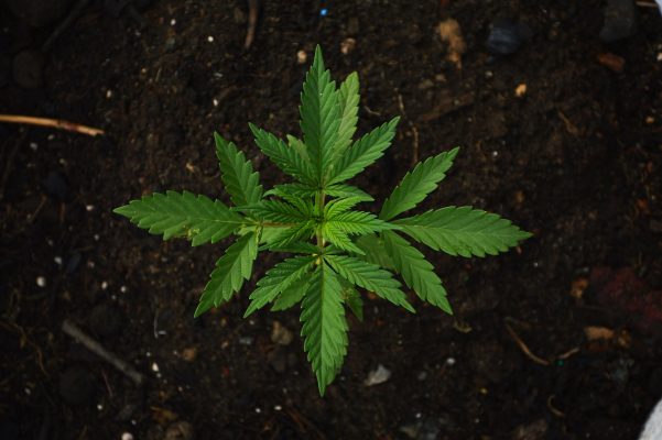 Cannabis sativa Heilpflanze mit Cannabinoiden